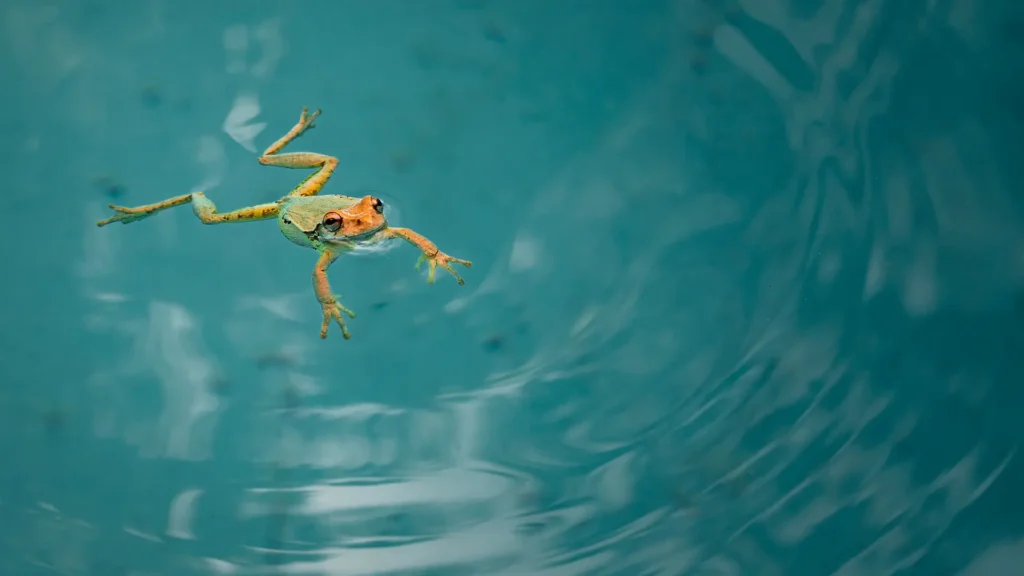 A frog floating in a backyard pool in Miami