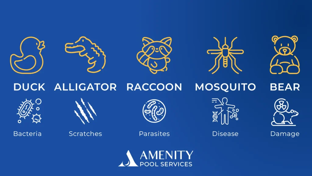 Infographic showing common animals found in pools, including frogs, bears, mosquitos, and ducks, with notes on the risks they pose and how to keep animals out of pool.