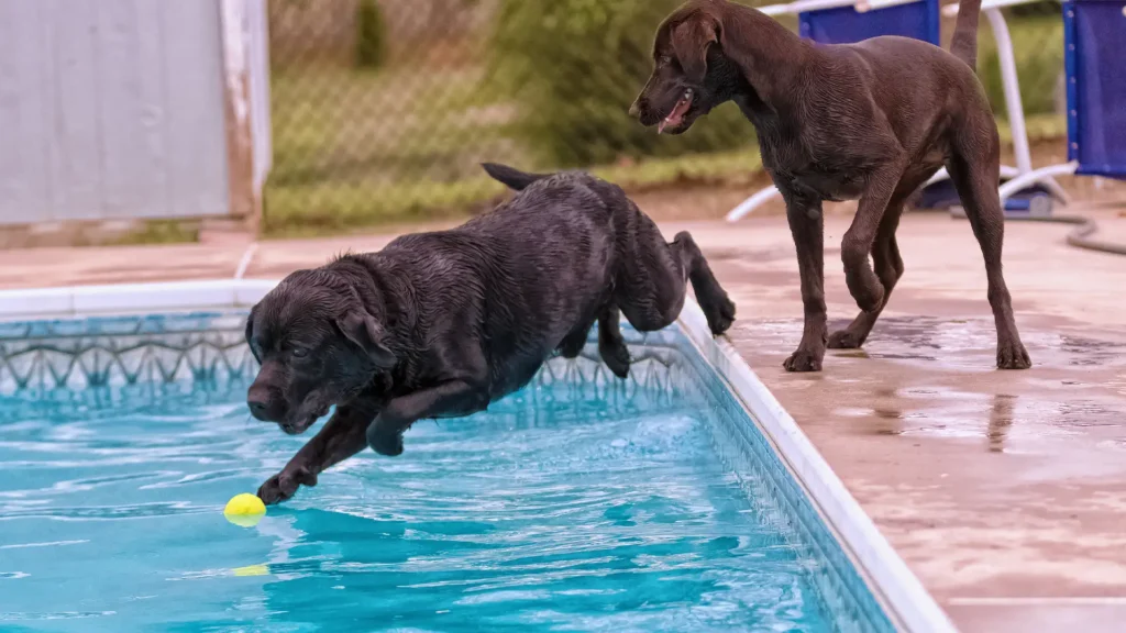 Two playful dogs swimming in a pool. Discover whether chlorine is bad for dogs and how to keep pool time safe