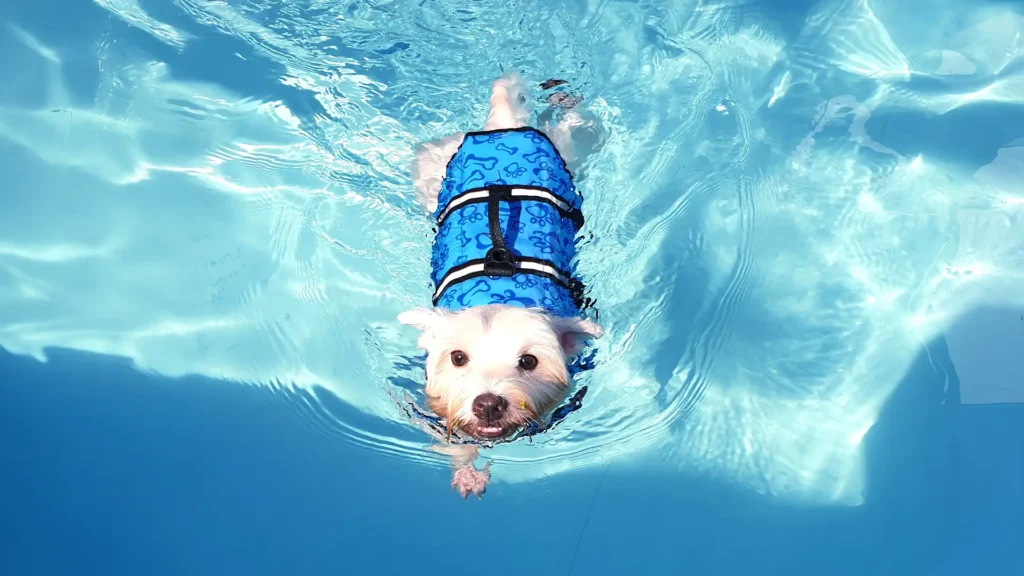 Tips on keeping your dog safe while enjoying the water
