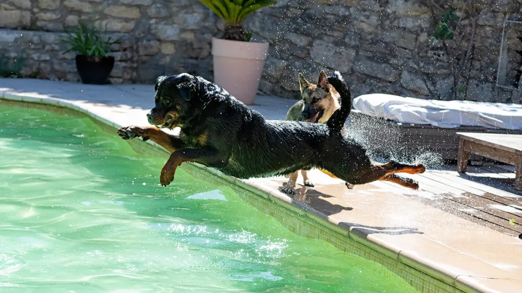 A happy dog leaping into a swimming pool