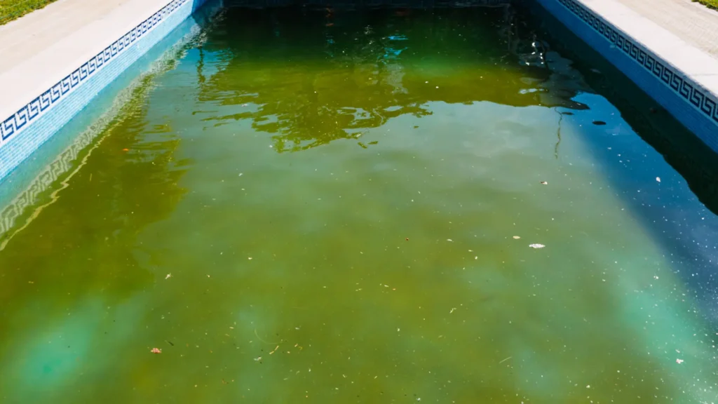 Pool services for your green pool algae with Amenity Pool Services