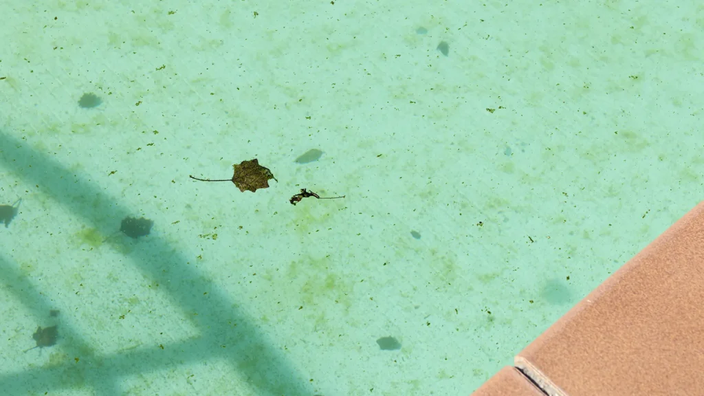 Black spots caused by hard water stains