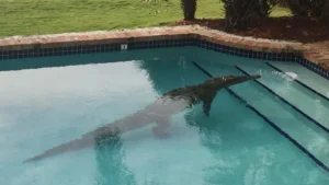 Alligator in pool in Florida